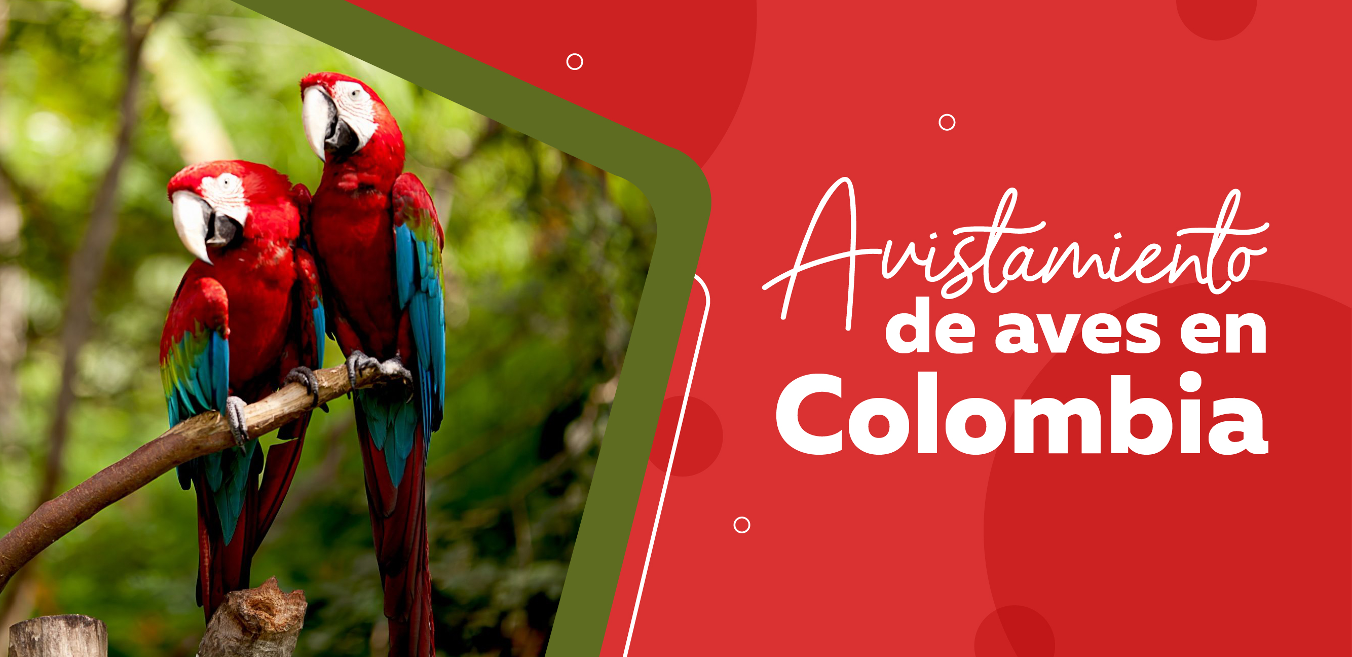 ¿Sabías que Colombia Alberga el 20% de las Aves del Mundo? Prepárate para una Experiencia Única