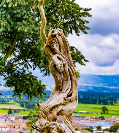 Caminata ecológica por el Árbol de los sueños